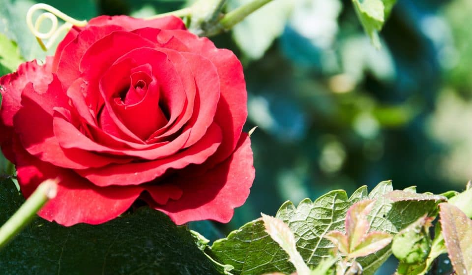 Ya se puede visitar la Rosaleda del Real Jardín Botánico