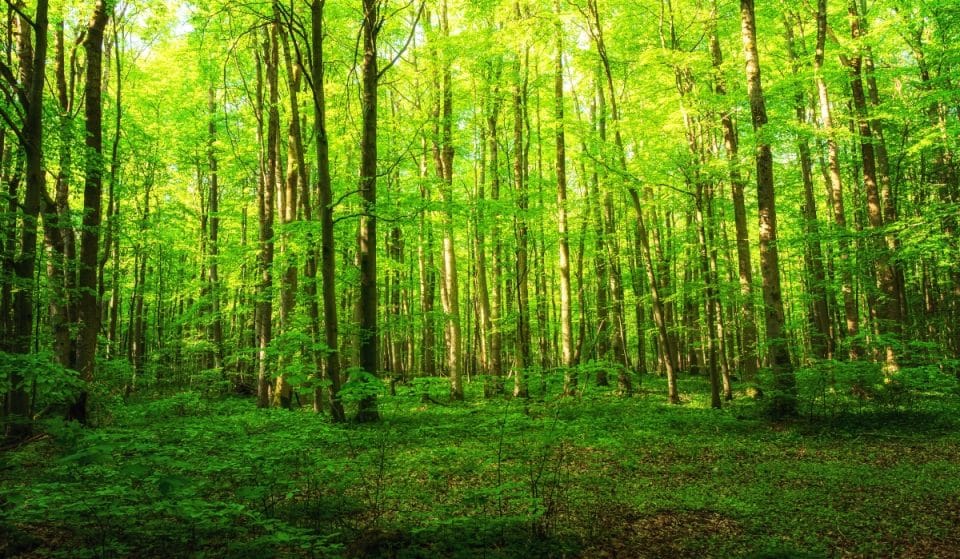 Madrid tendrá un bosque en homenaje a los fallecidos durante la pandemia