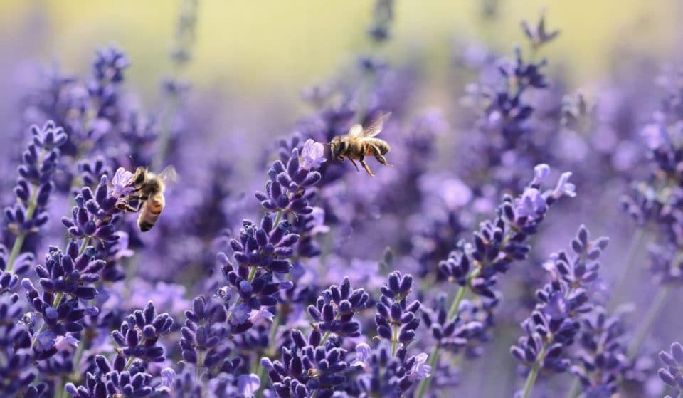 Esto es lo que puedes hacer para que tu balcón sea apto para abejas