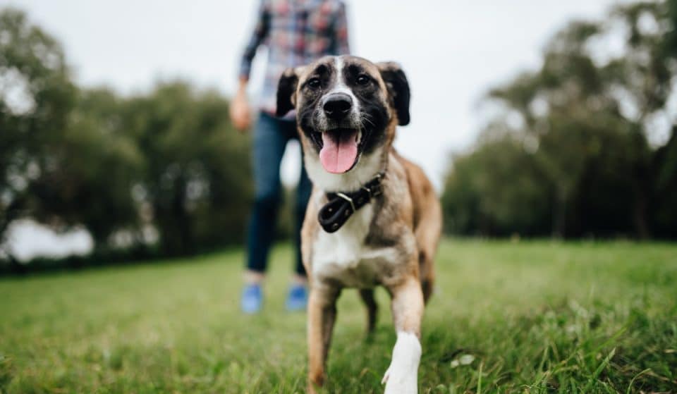 Madrid alcanza una cifra histórica en número de mascotas