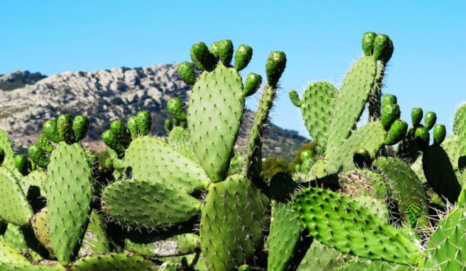 ¿Cómo actúa el efecto isla de calor en las ciudades?