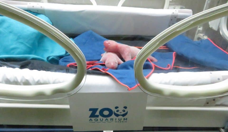 Nacen en Madrid dos osos panda gemelos