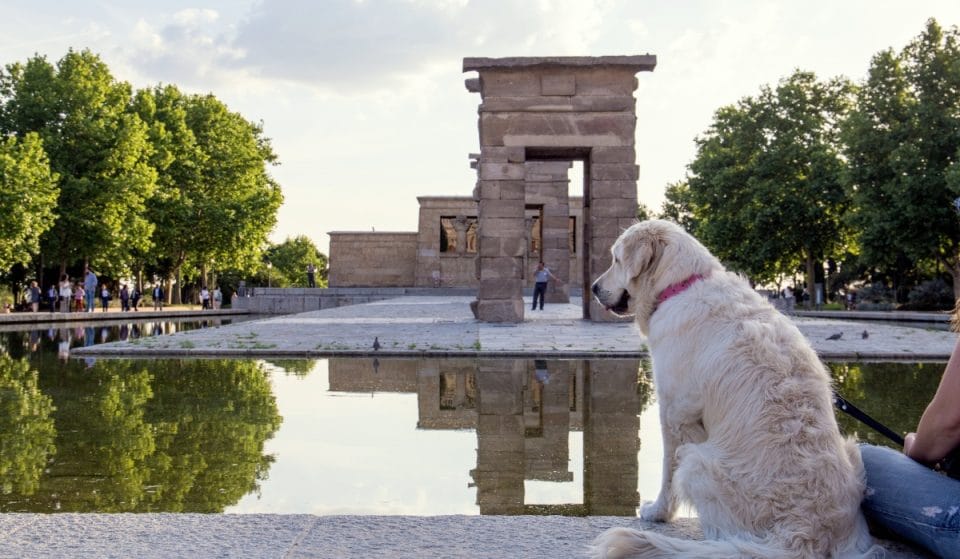 ¿Te pueden multar si no limpias la orina de tu perro en Madrid?
