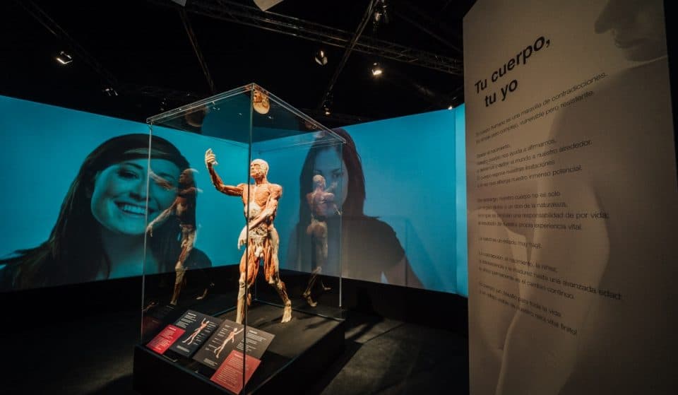 ‘Body Worlds’: la anatomía humana como nunca la habías visto
