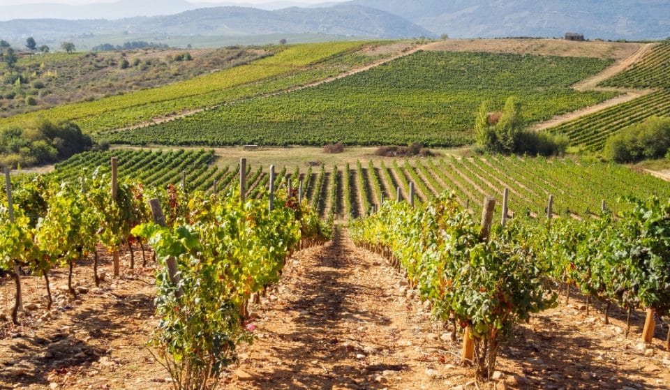 Averigua por qué Madrid es tendencia en el mundo de los vinos