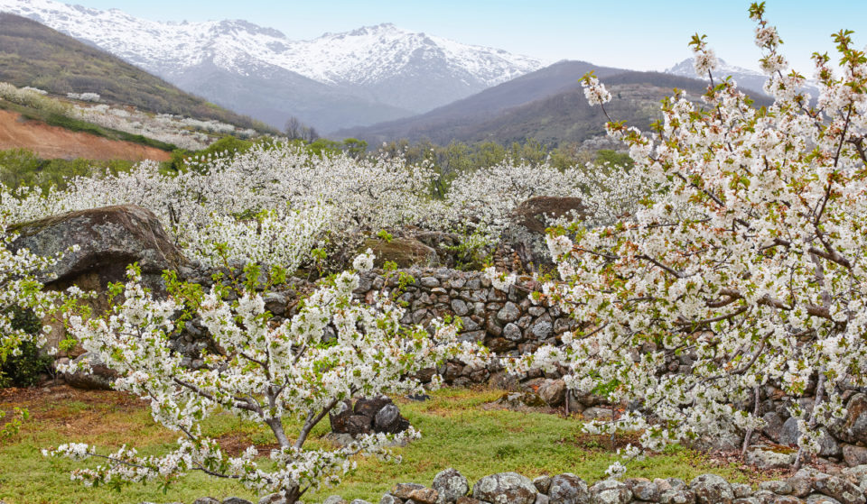 La floración del cerezo ya ha comenzado y puedes verla en una escapada desde Madrid
