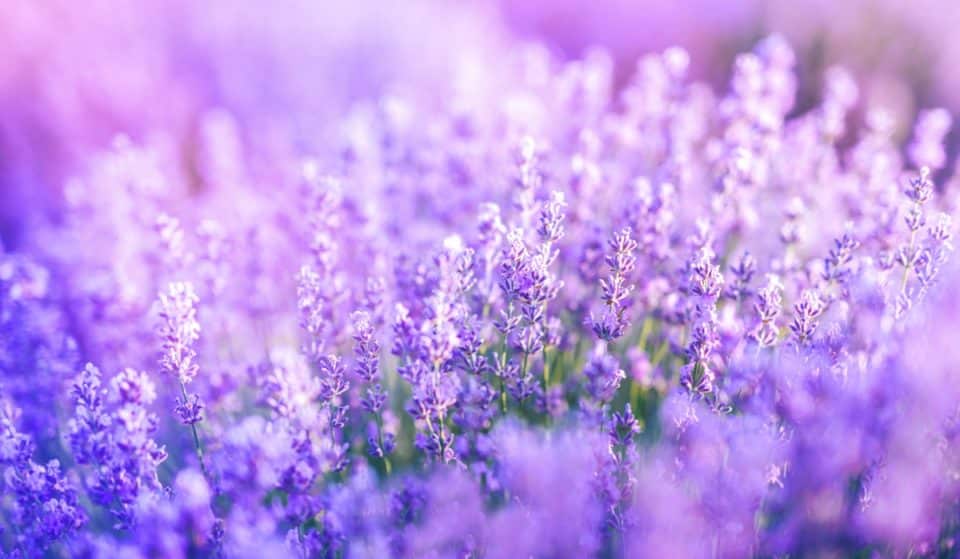Pezuela de Las Torres: los campos de lavanda a una hora de Madrid