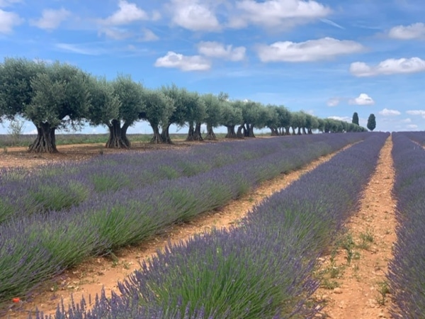 champs de lavande madrid
