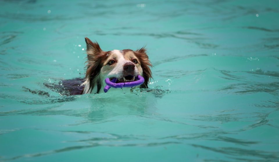Baños gratis hoy en una piscina madrileña para quienes vayan con su perro