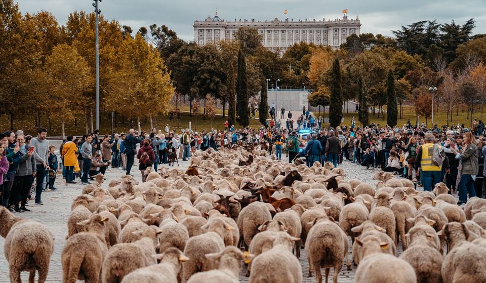 The Transhumance Festival is cancelled: why won’t we see thousands of sheep this year?