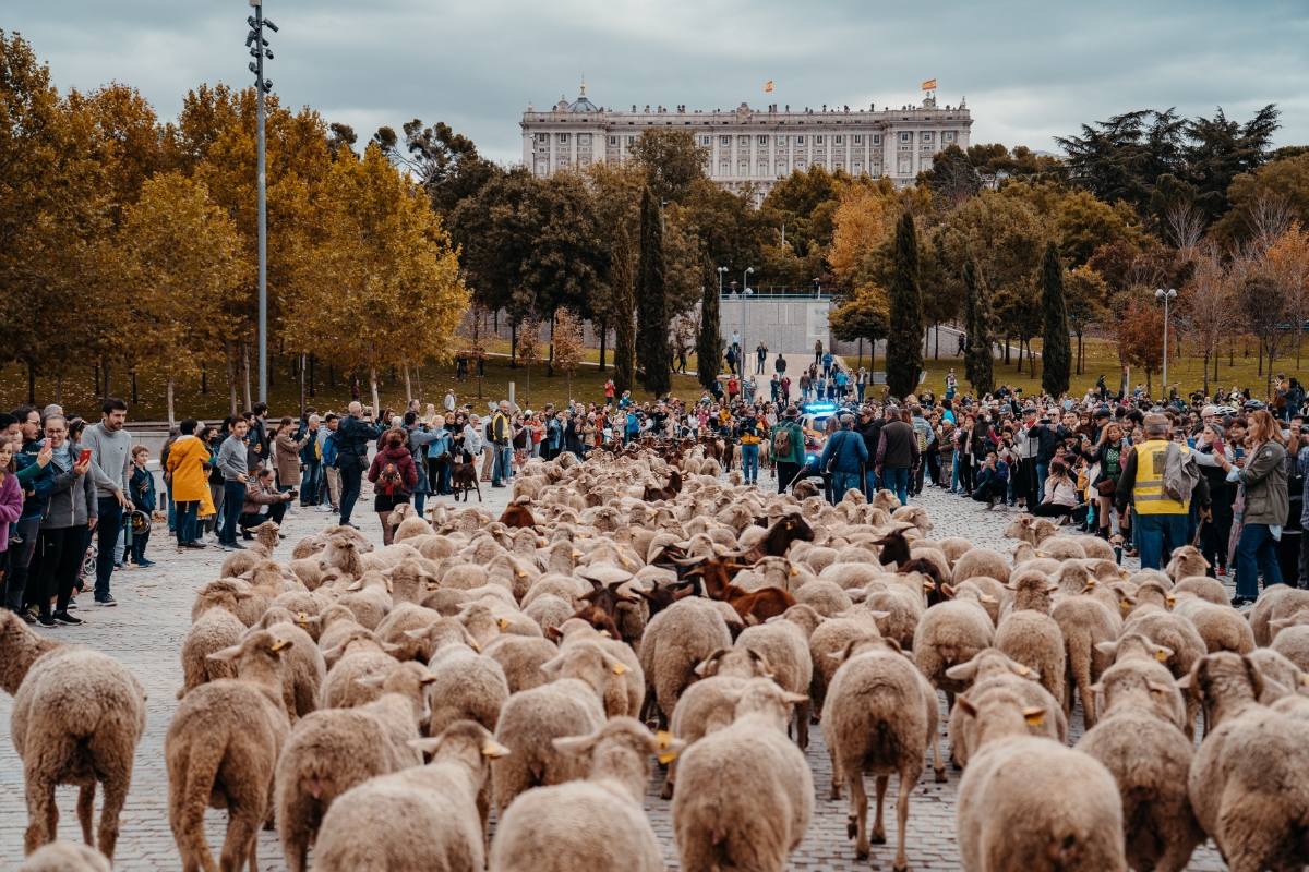 Fiesta de la Trashumancia