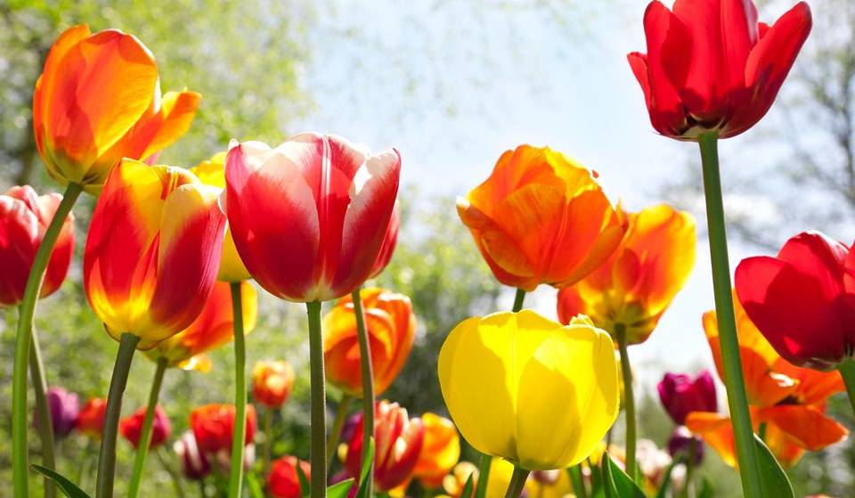 Les tulipes du Jardin botanique en fleurs : comment les voir gratuitement ce printemps ?