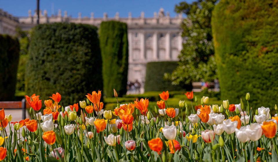 Tulipomania a Madrid: dove e quando vedere il nuovo giardino di tulipani nel centro storico della città