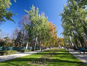 El Ayuntamiento de Madrid justifica que cierre los parques por el calor porque en muy pocos días caen la mayoría de las ramas