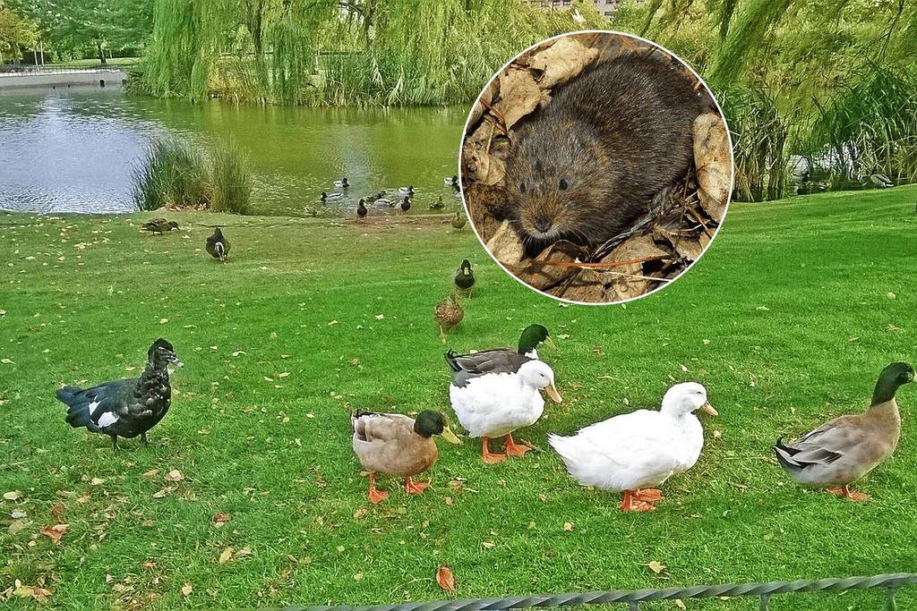 Uma invasão de ratos de água obriga este parque público do sul de Madrid a fechar durante alguns dias