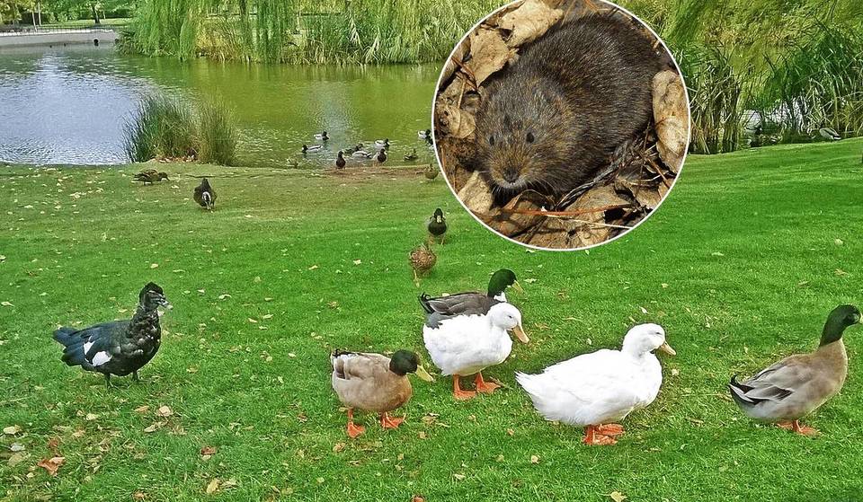 An invasion of water rats forces the closure of this public park in the south of Madrid for a few days