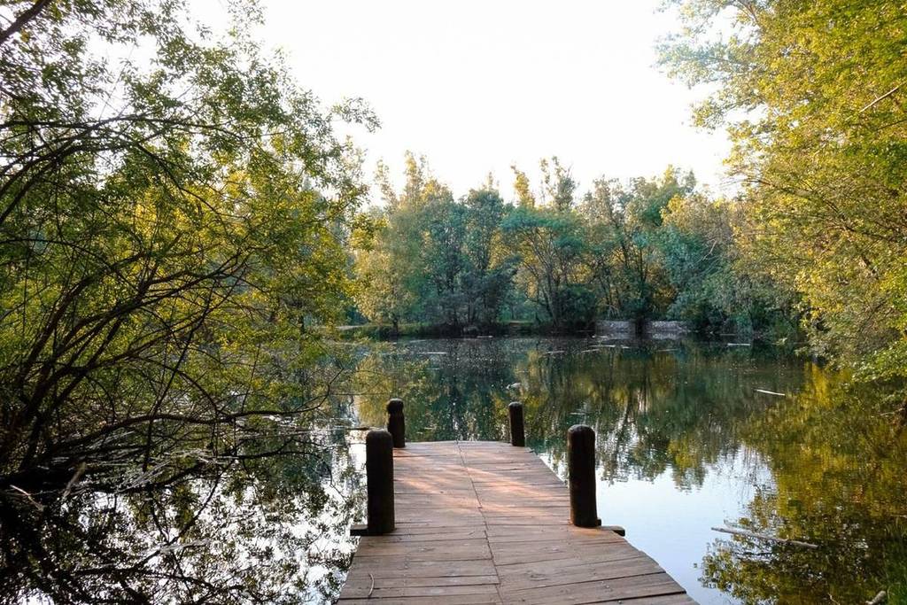 Bosque finlandés de Rascafría que recuerda a estudio Ghibli