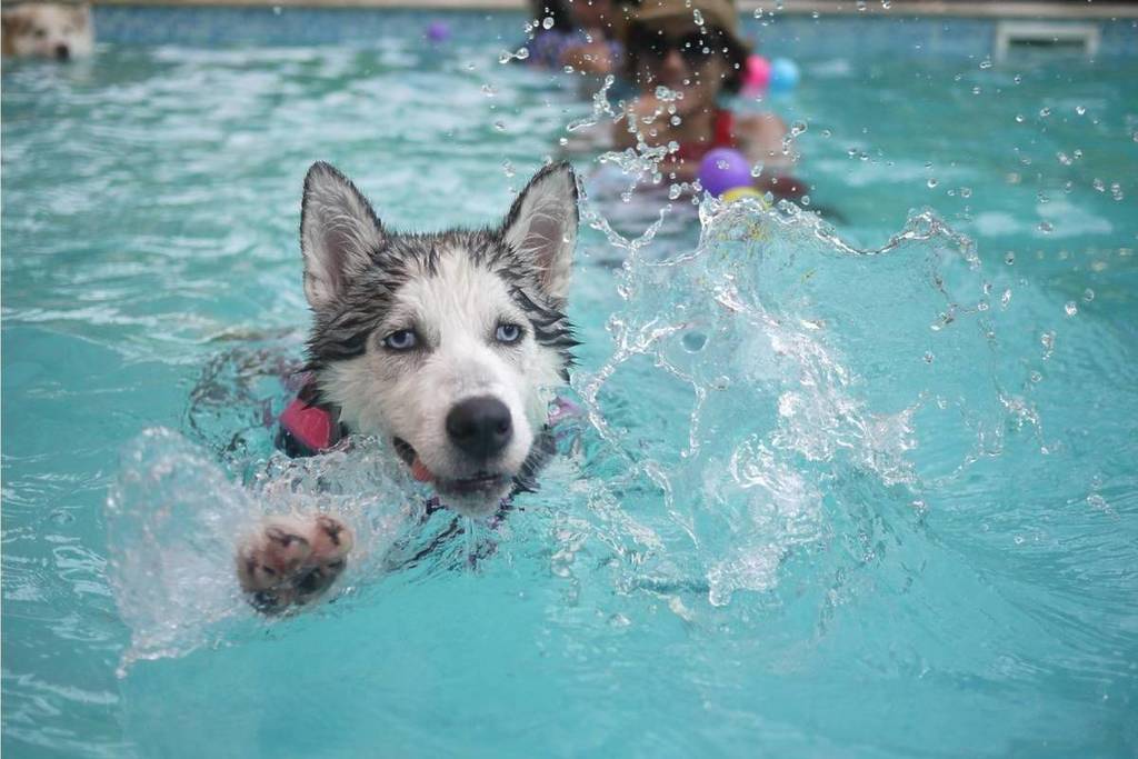 Dogs in the water