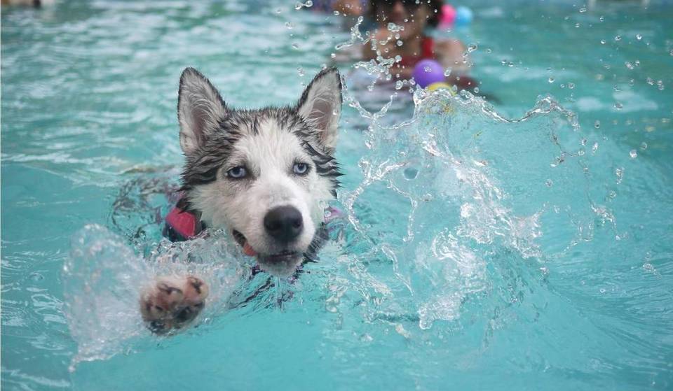 È l’unica piscina di acqua salata di Madrid e per un solo giorno è possibile nuotare con il proprio cane: la conclusione perfetta dell’estate.