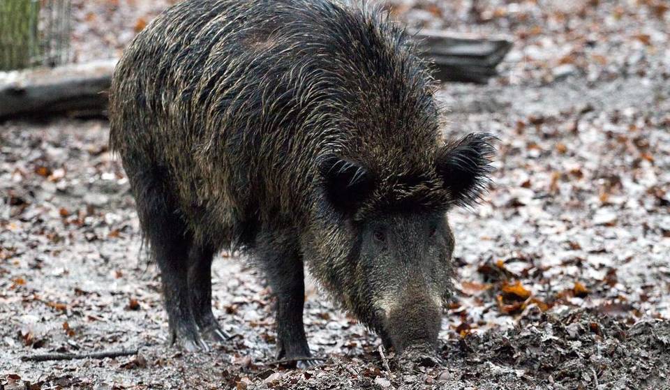 Neighbors on edge due to wild boars: the Community activates a temporary emergency in some areas of Madrid