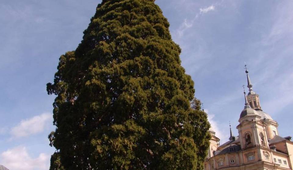Si trova a soli 60 minuti da Madrid ed è uno degli alberi più grandi della Spagna: è più alto del Bernabéu.