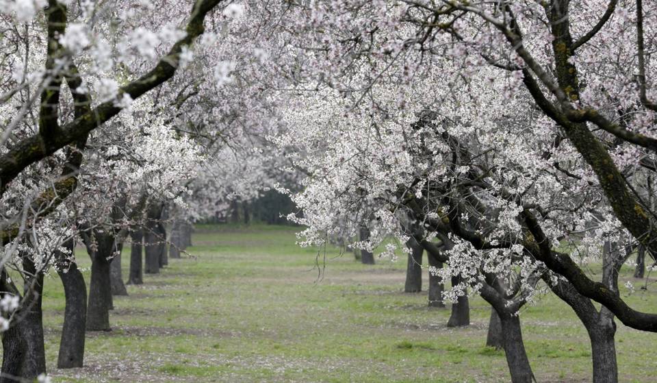 Los expertos en alergias lanzan un mensaje claro: el polen se dispara en Madrid y lo peor está por llegar
