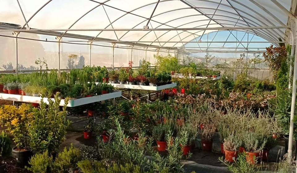 The nursery where Madrileños go despite being 40 minutes away from the city: they have pothos for €3 and cactus for €1.