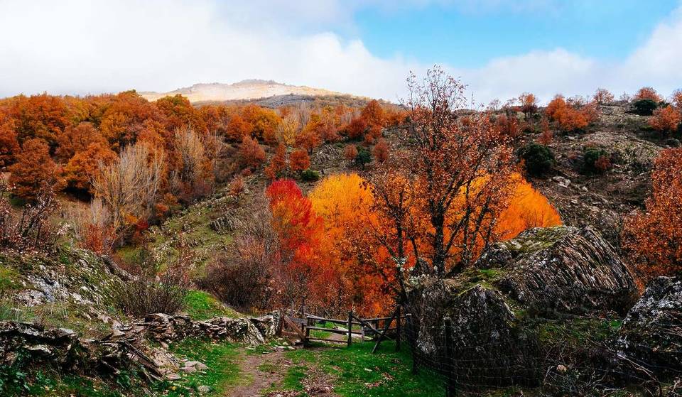 À une heure de Madrid, la forêt de conte de fées se pare de jaune et d&rsquo;ocre en automne, mais il n&rsquo;est pas facile d&rsquo;obtenir un billet.