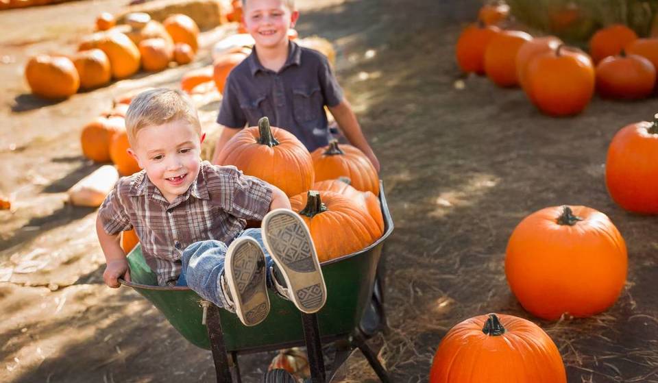 Giri in trattore, un grande labirinto di mais e raccolta di zucche: torna la fuga più rurale a un&#8217;ora da Madrid.