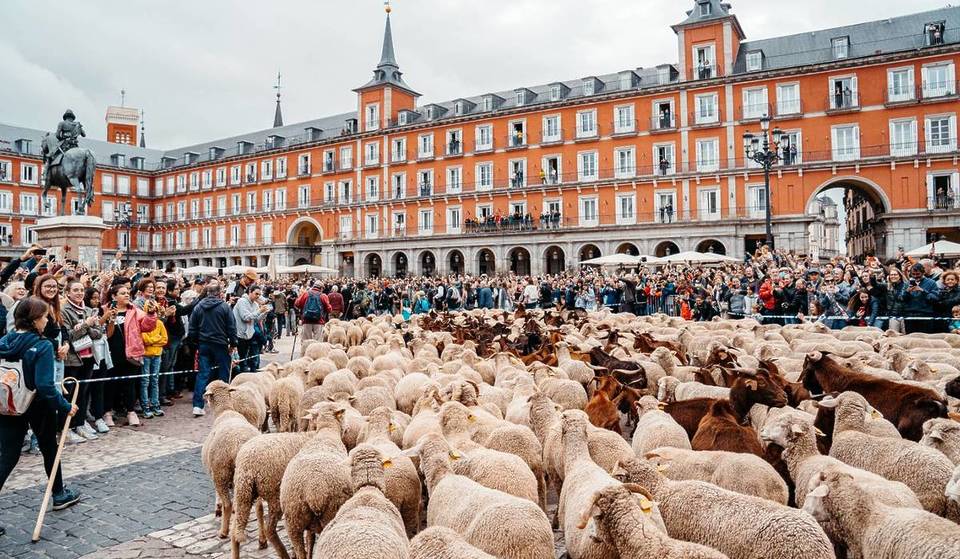 Schafe, die durch das Zentrum Madrids streifen, Schäferworkshops, kostenlose Ausstellungen und vieles mehr: Die Fiesta de la Trashumancia ist wieder da!