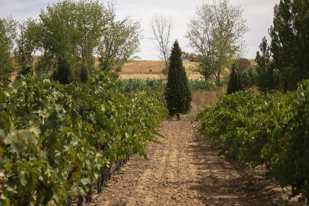 visitas adega tavera toledo madrid