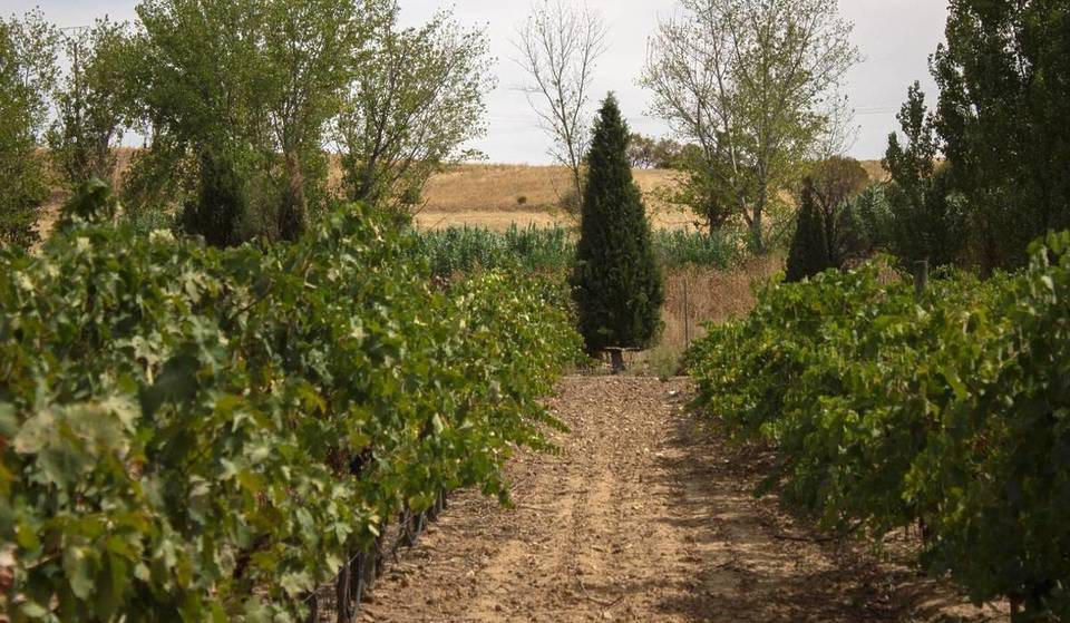 Vins et tradition manchoise chez Bodegas Tavera : le plan oenotouristique à une heure de Madrid
