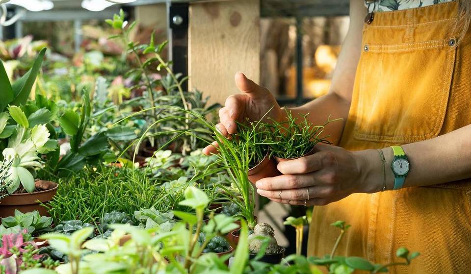 La venta de plantas &#8216;low cost&#8217; más popular de Europa llega a Madrid: las más pequeñas cuestan solo 0,99€