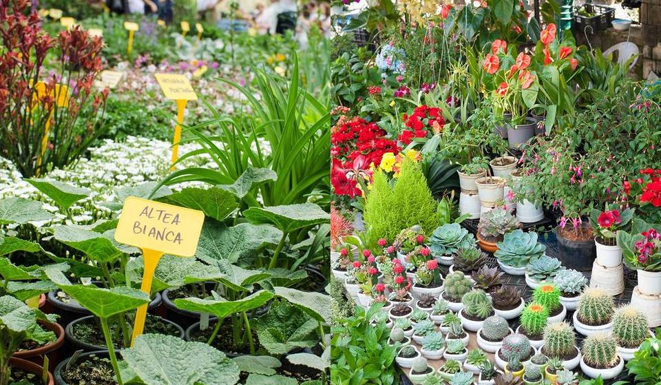 Más de 500 plantas por menos de 10€: la floristería pop up de la que todo el mundo habla vuelve solo este finde