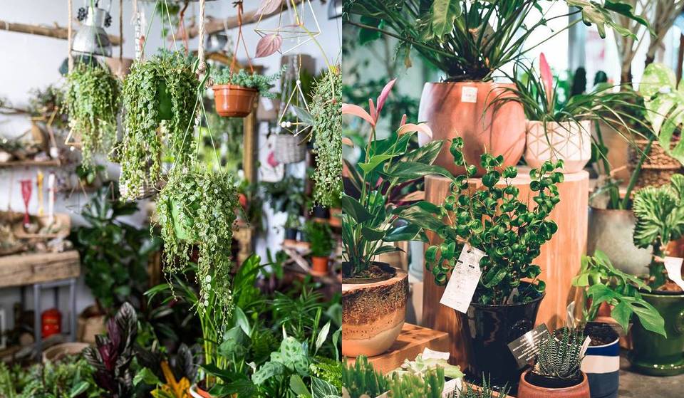 Le grand marché français aux plantes revient à Madrid avec des bonnes affaires à partir de 0,99 € et l’entrée gratuite : dates et réservation de billets pour l’événement botanique du quartier de Salamanca
