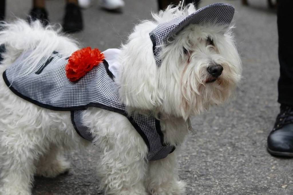 perrito chulapo fiestas de san anton 2026 planes enero madrid
