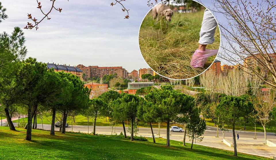 No more excuses: this municipality in Madrid now fines those who do not pick up their dog’s feces.
