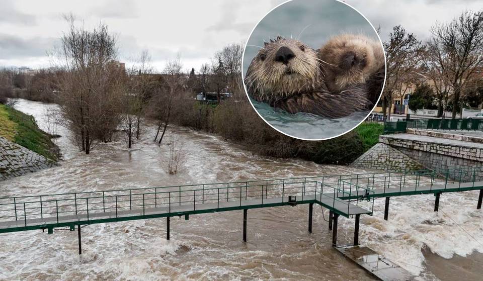 La loutre fait son retour dans le Manzanares après les dernières crues : « La dynamique fluviale est importante pour améliorer les rivières ».