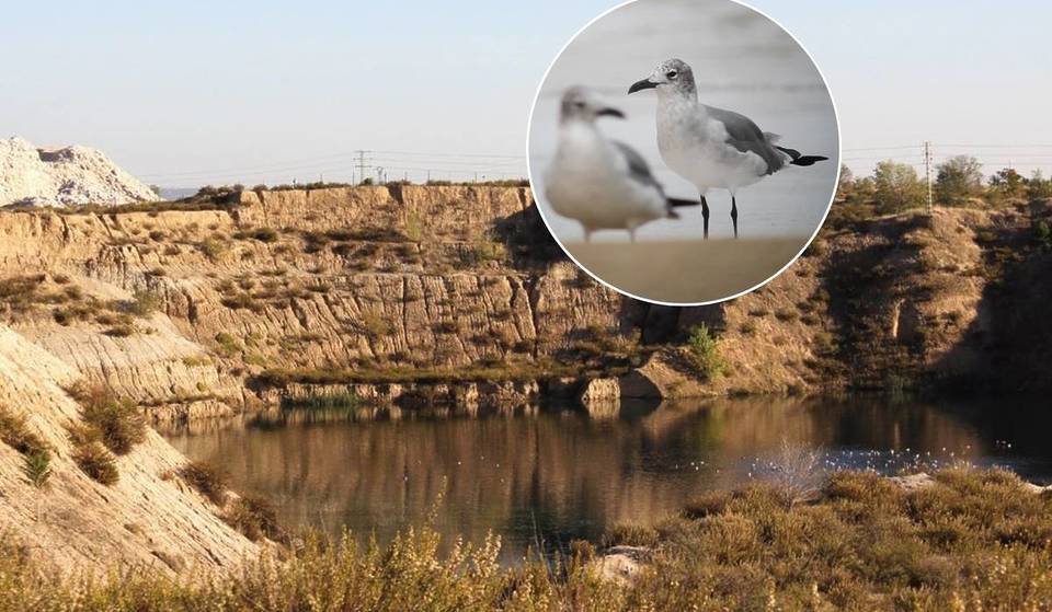 ¿Por qué Madrid se ha llenado de gaviotas? Se pueden ver miles y eligen zonas como el mayor humedal de la capital