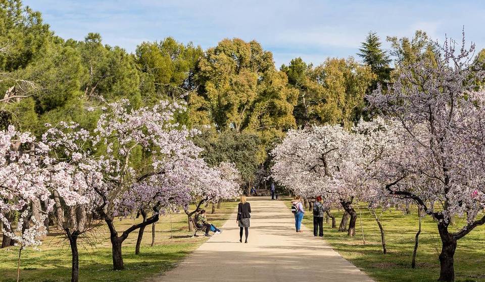 La Aemet lanza un mensaje claro sobre la floración de los almendros en la Quinta de los Molinos: si quieres ver los almendros en Madrid, atento a estos días