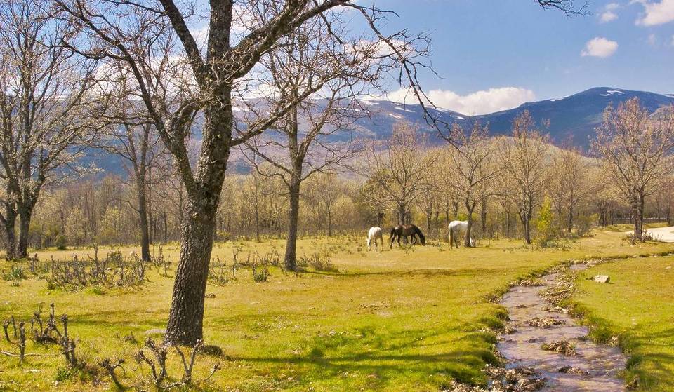 La Comunità di Madrid si prepara ad ampliare un parco che sarà grande quanto la Casa de Campo: “Vogliamo avvicinare la natura a tutti i madrileni”.