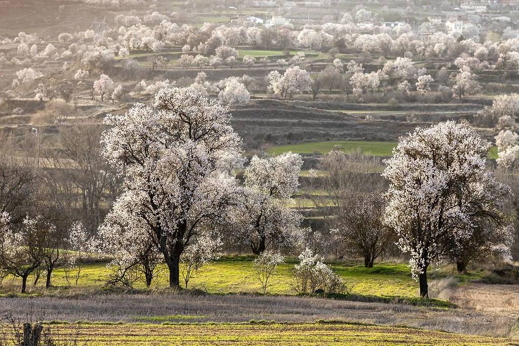 National Geographic is clear: the most beautiful village for a March getaway is in Burgos (and it blooms in white and pink).