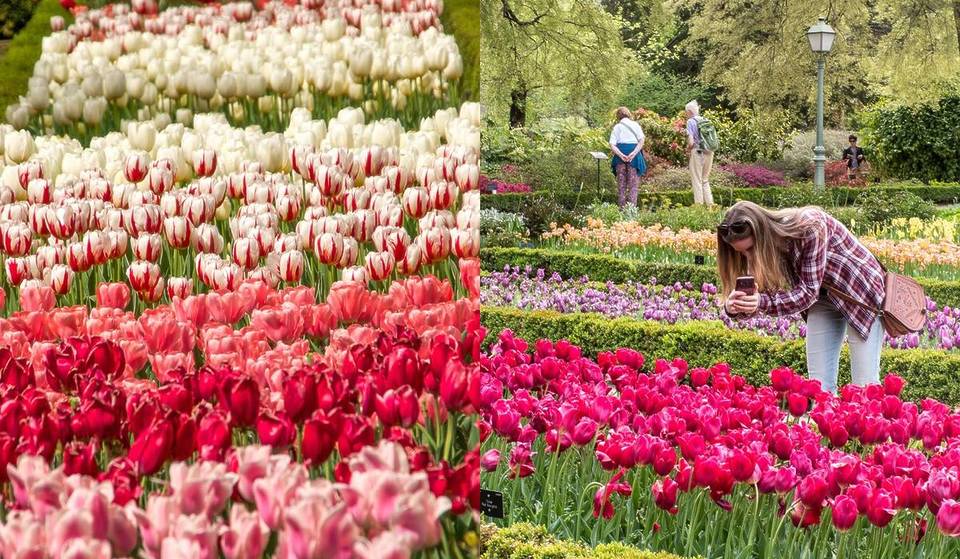 Das „kleine Holland“ von Madrid kehrt im Frühling zurück: Die Tulpen in diesem Garten blühen diese Woche voll zur Geltung, und die Experten sagen, dass „die Karwoche spektakulär zu werden verspricht“