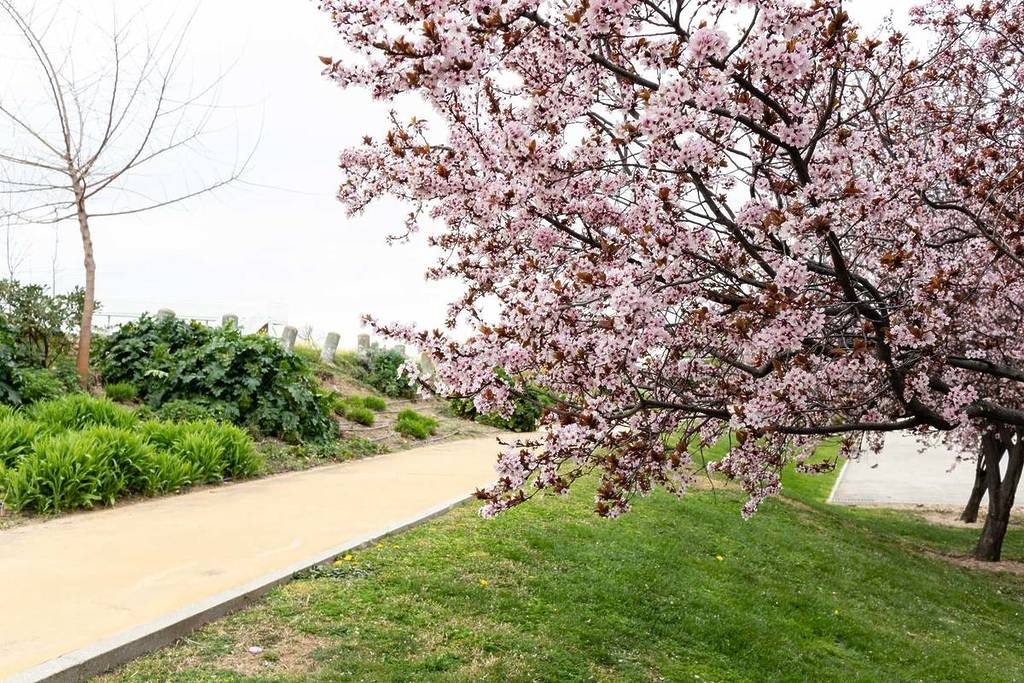 La ruta del ‘sakura’ en Madrid:  200 cerezos que la comunidad japonesa regaló y ahora tiñen de rosa un parque de la capital