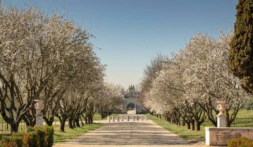Tienes unas semanas para ver la espectacular floración de la glicinia en este jardín digno de los Bridgerton en Madrid (y la entrada es gratis)