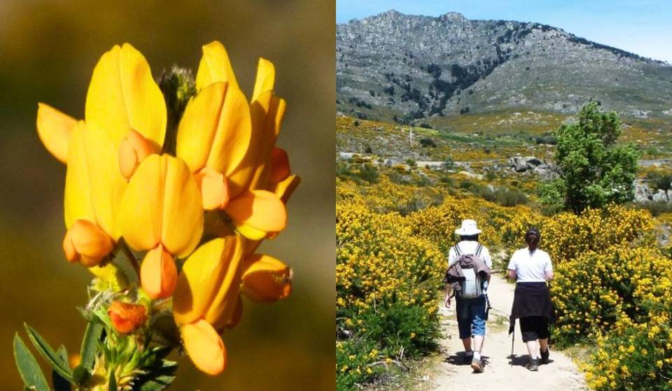Il paese a 45 minuti da Madrid che si tinge di giallo: la spettacolare fioritura del Cambroño ricopre ormai la Sierra de Guadarrama