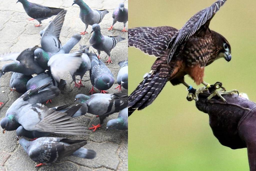 Madrid recurre a un método inesperado para acabar con las palomas en Delicias (un halcón se hace cargo)