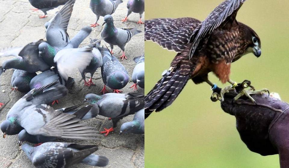 Madrid recurre a un método inesperado para acabar con las palomas en Delicias (un halcón se hace cargo)