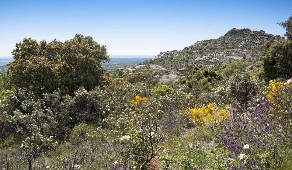 La flor blanca que inunda la sierra hasta junio: se puede ver en una sencilla ruta a pie a una hora de Madrid
