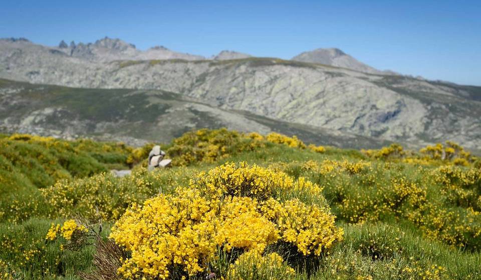 Ni cerezos ni tulipanes: la sierra española que desaparece bajo un manto amarillo de leyenda entre mayo y junio